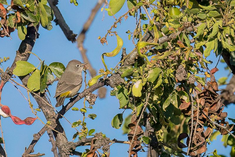Virginia's Warbler