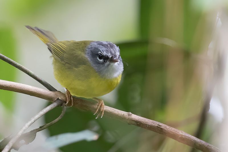 White-lored Warbler