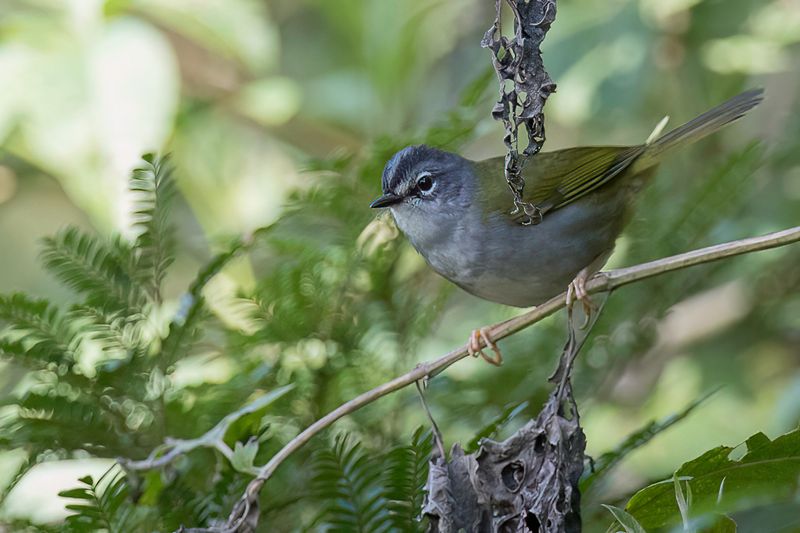 White-rimmed Warbler