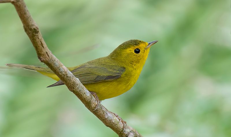 Wilson's Warbler