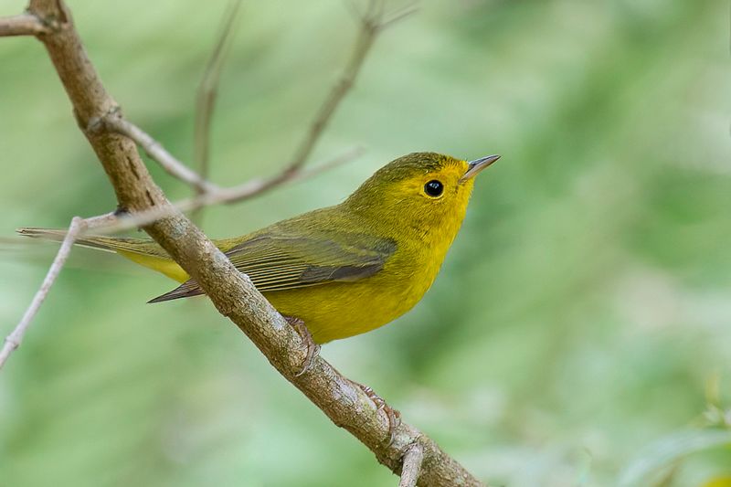 Wilson's Warbler