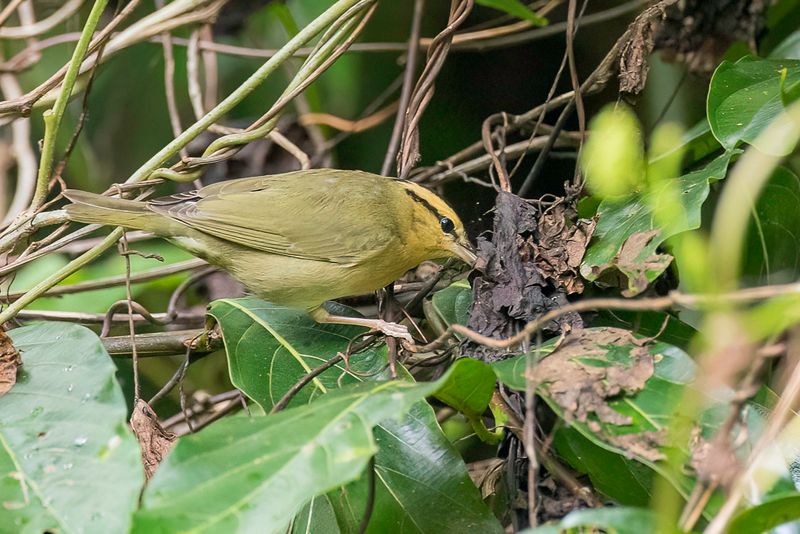 Worm-eating Warbler
