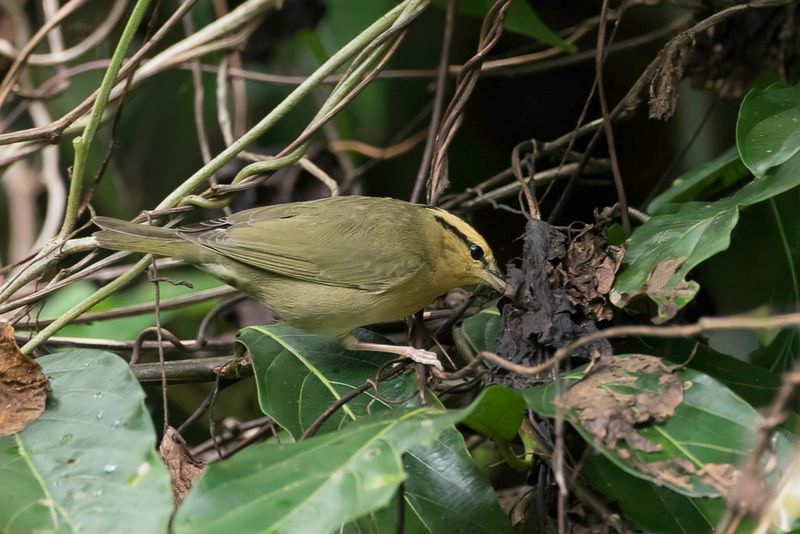 Worm-eating Warbler