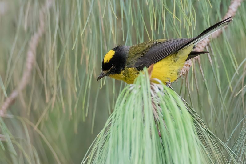 Yellow-crowned Whitestart
