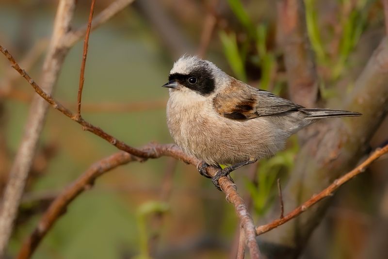 178 Remizidae - Penduline Tits