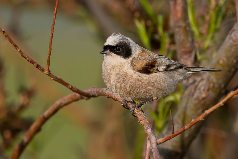 178 Remizidae - Penduline Tits