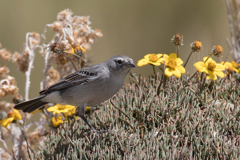Ash-breasted Sierra Finch