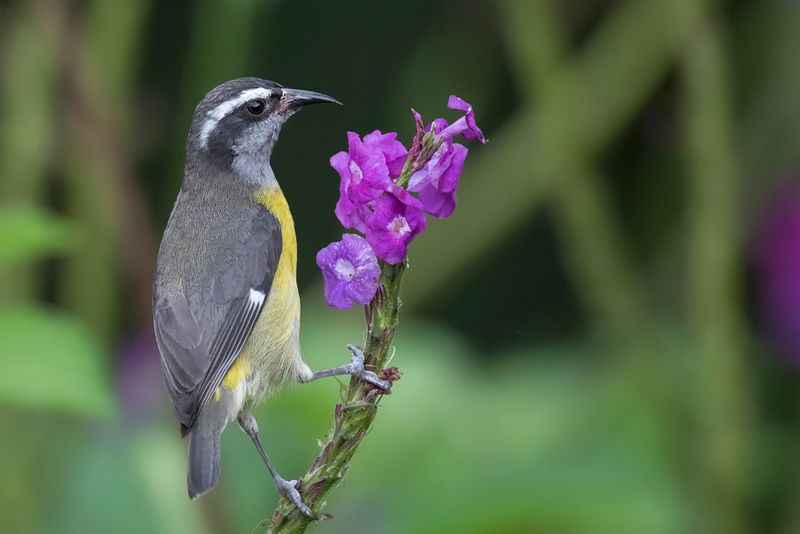 Bananaquit