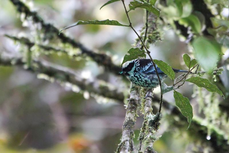 Beryl-spangled Tanager