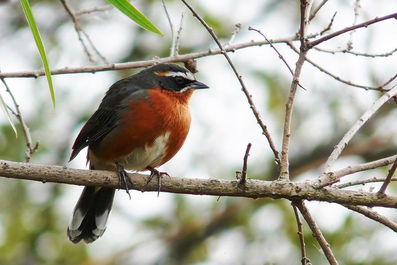 Black-and-rufous Warbling Finch