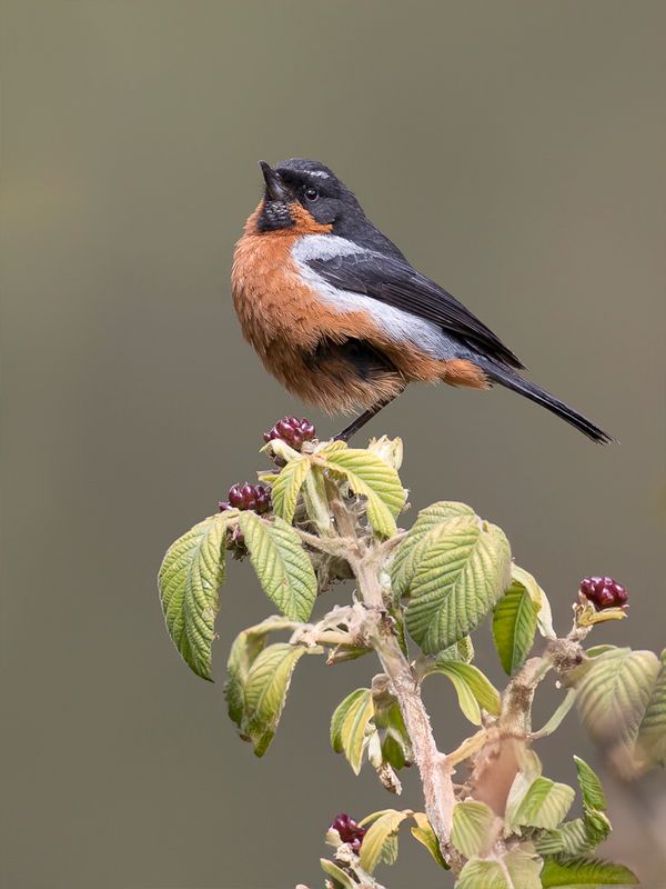 Black-throated Flowerpiercer