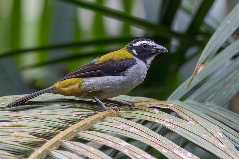 Black-winged Saltator