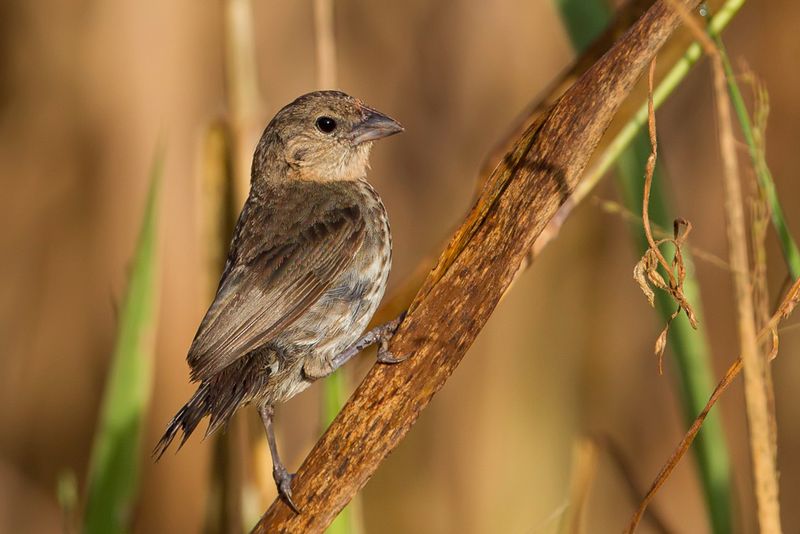 Blue-black Grassquit (f)