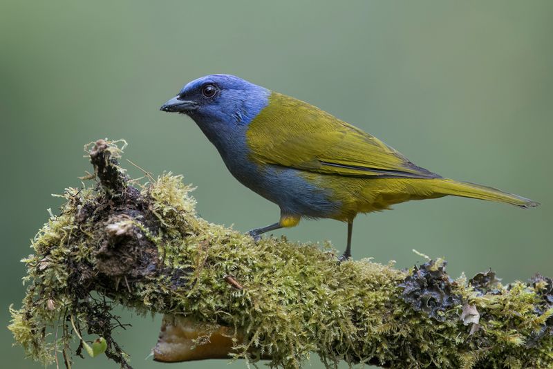 Blue-capped Tanager