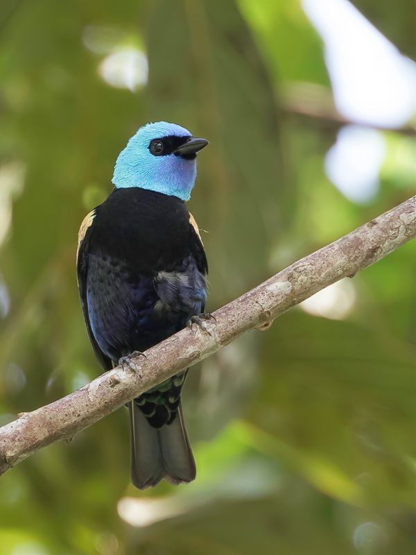 Blue-necked Tanager