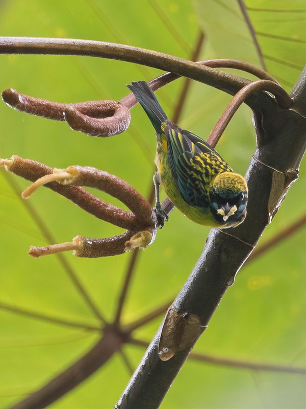 Blue-whiskered Tanager