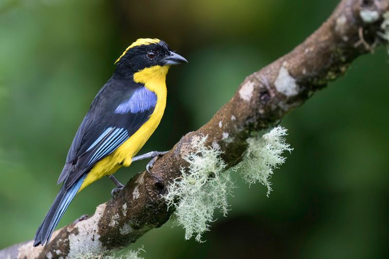 Blue-winged Mountain Tanager