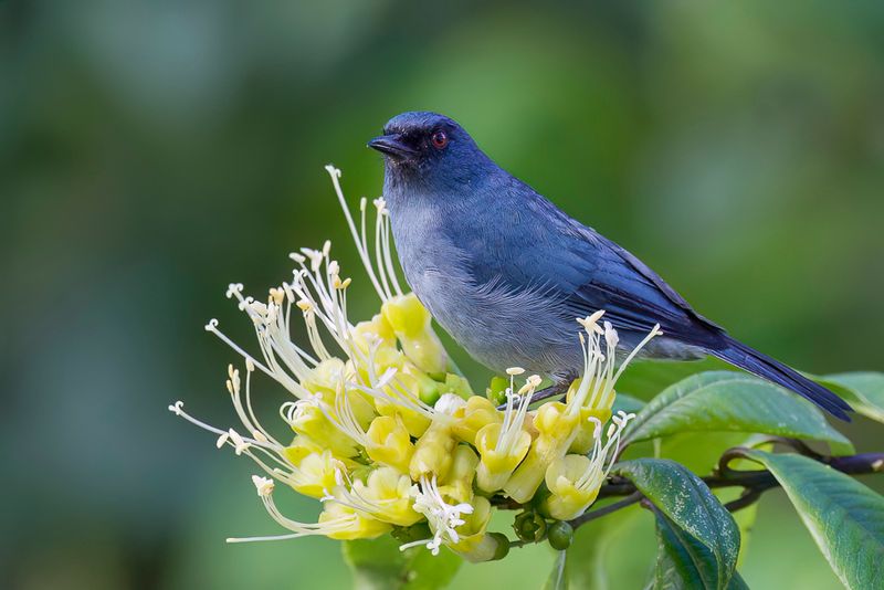 Bluish Flowerpiercer