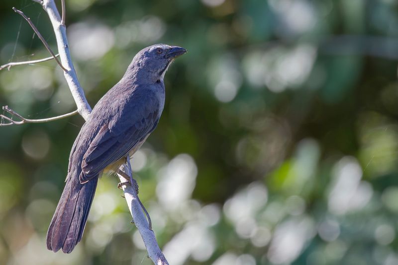 Bluish-grey Saltator
