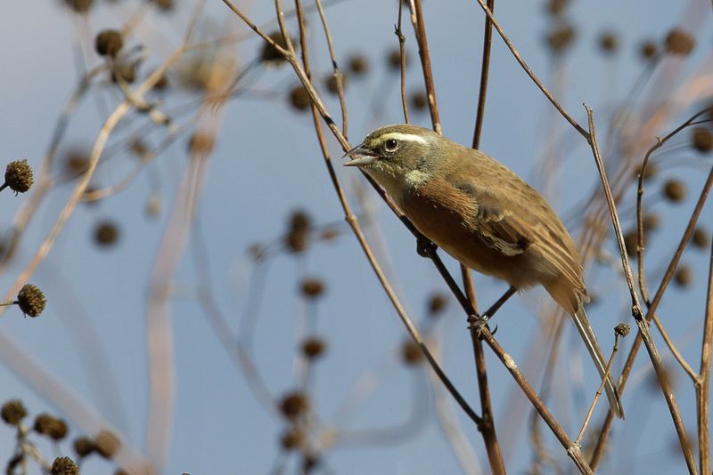 Bolivian Warbling Finch