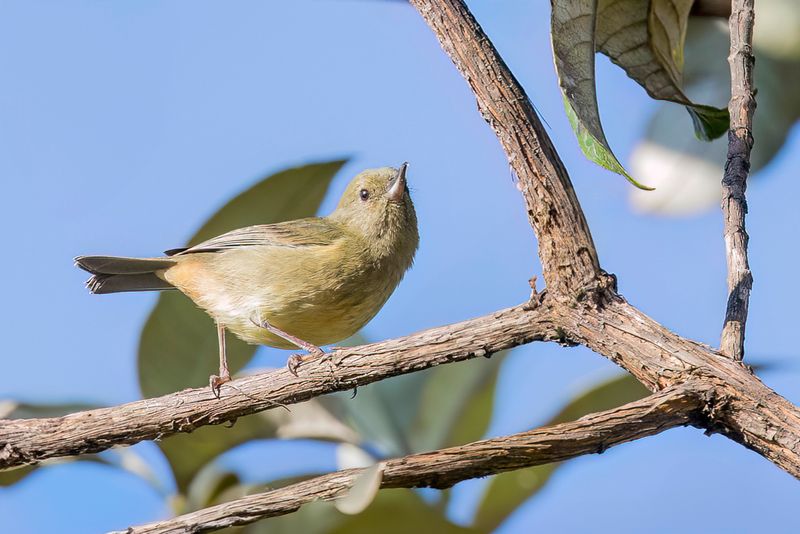 Cinnamon-bellied Flowerpiercer (f)