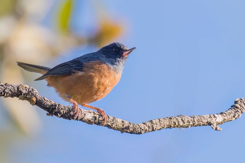Cinnamon-bellied Flowerpiercer (m)