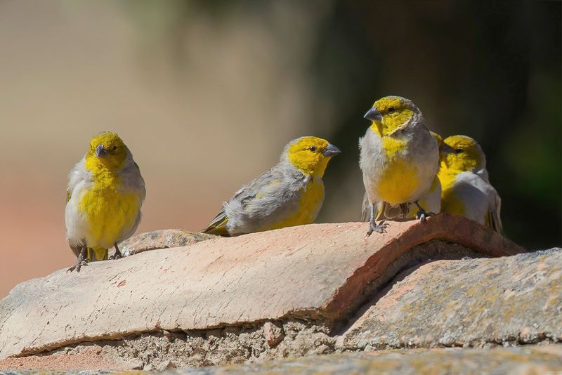 Citron-headed Yellow Finch