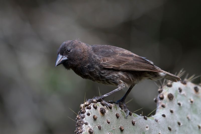 Common Cactus Finch