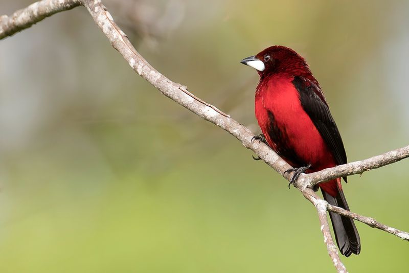 Crimson-backed Tanager (m)