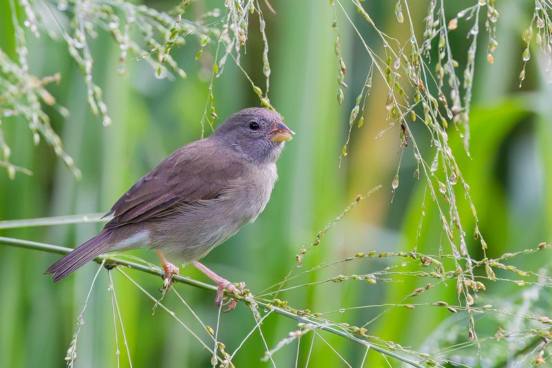 Dull-colored Grassquit