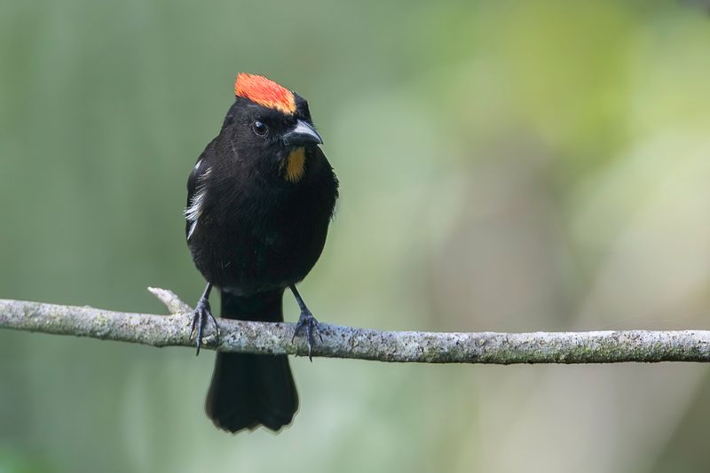 Flame-crested Tanager (m)