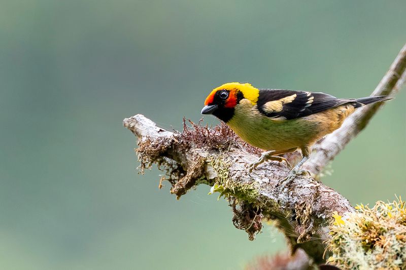 Flame-faced Tanager