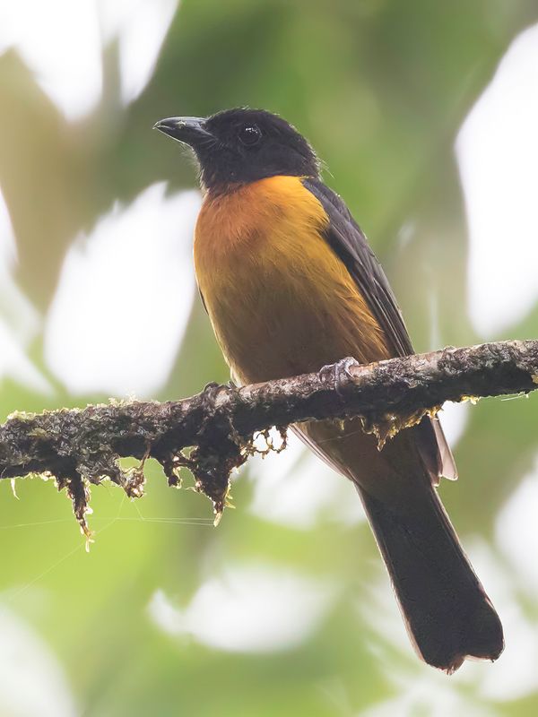 Fulvous Shrike-Tanager