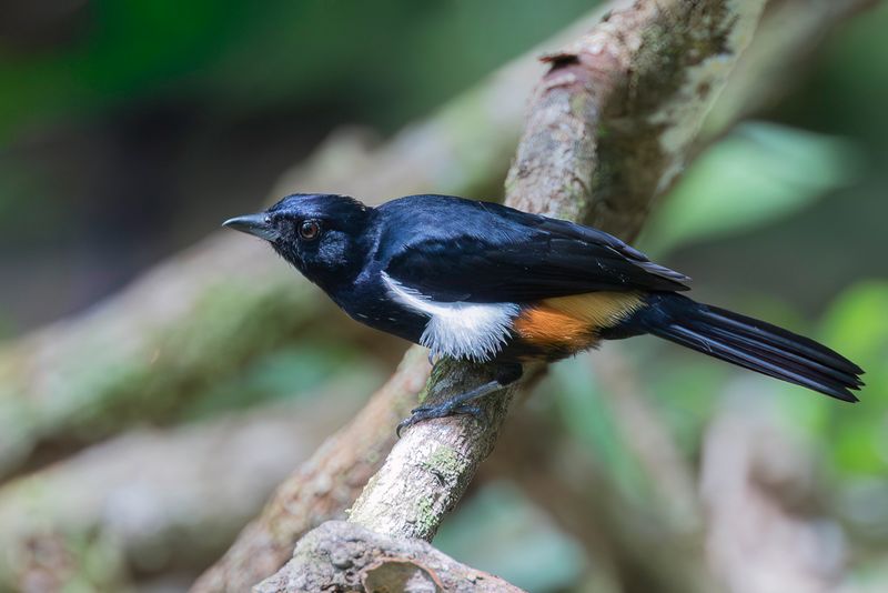 Fulvous-crested Tanager (m)