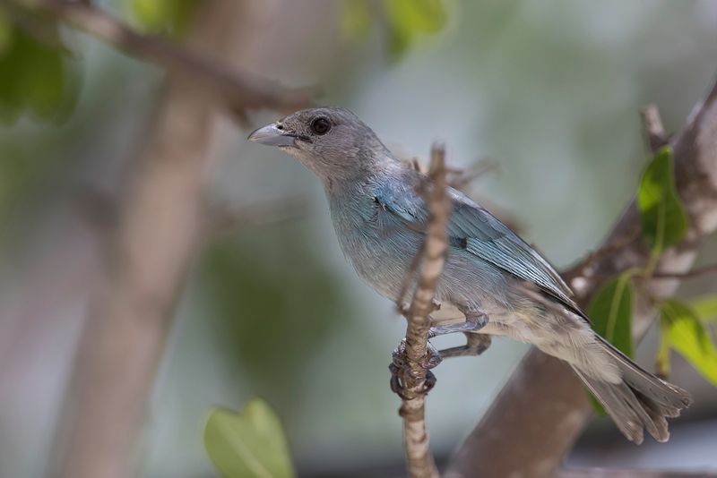 Glaucous Tanager