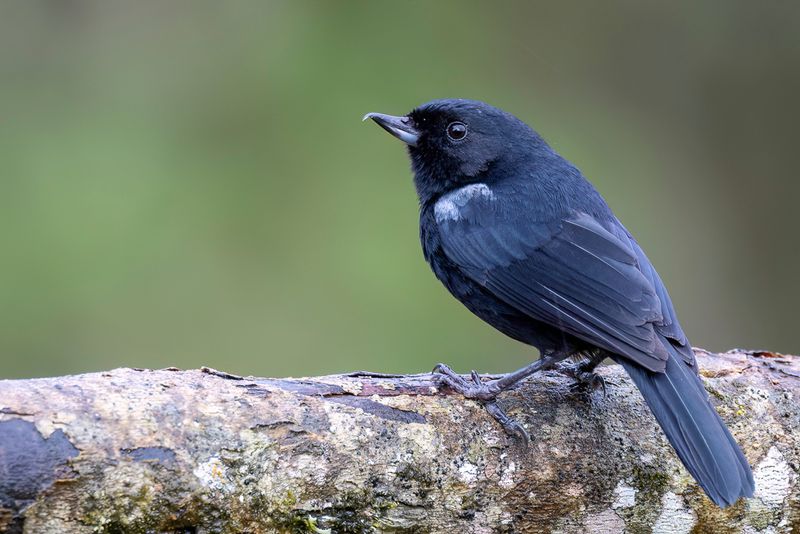 Glossy Flowerpiercer