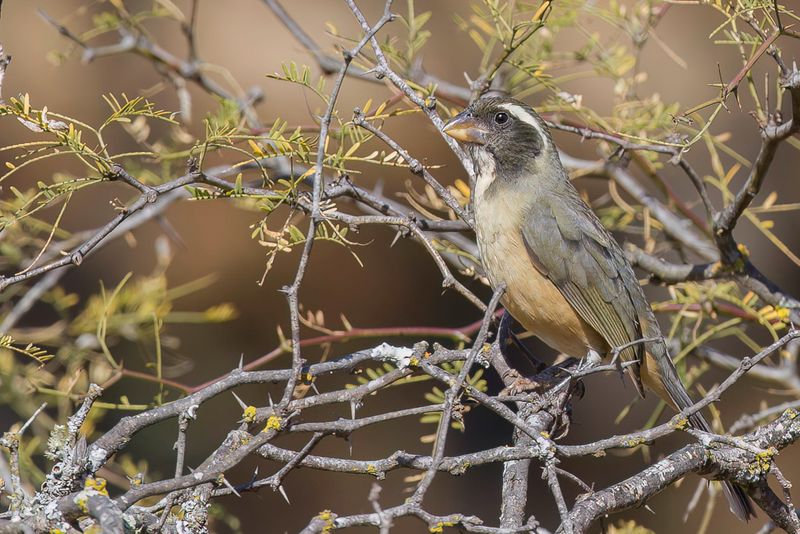 Golden-billed Saltator