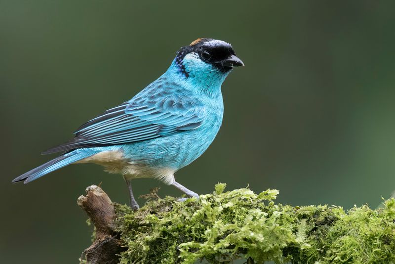 Golden-naped Tanager