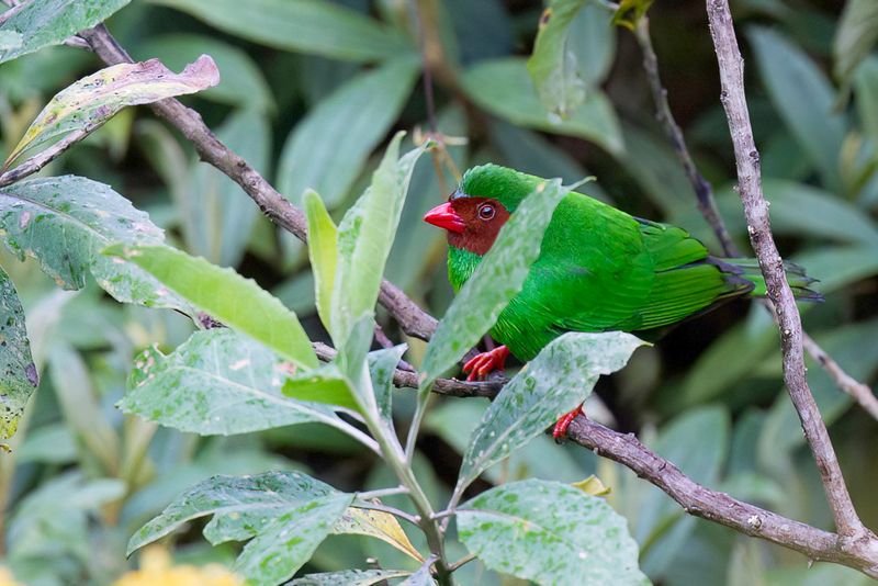 Grass-green Tanager