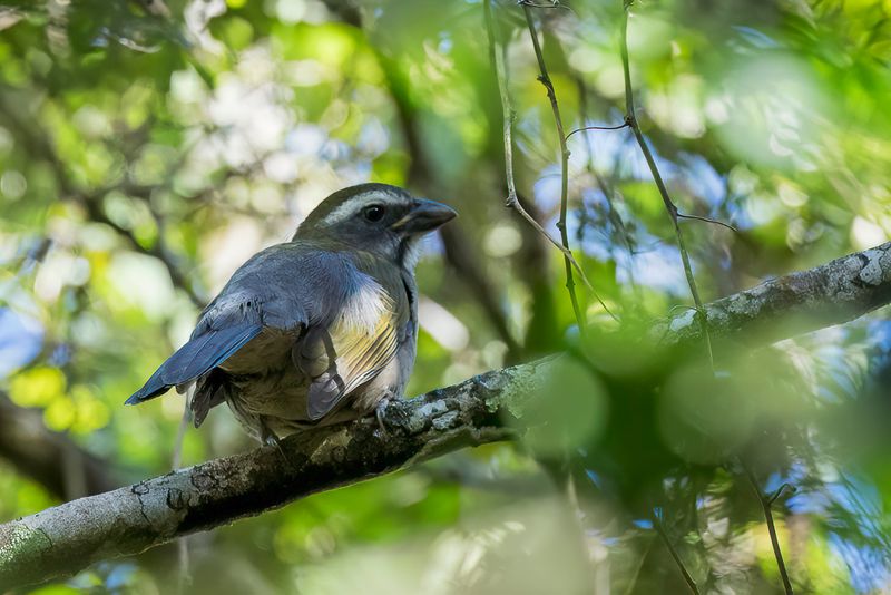 Green-winged Saltator