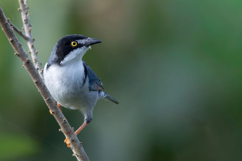 Hooded Tanager
