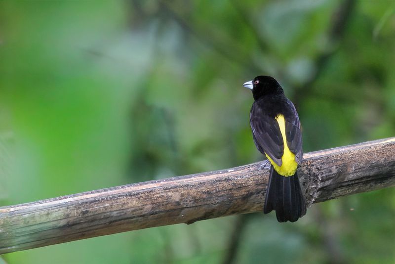 Lemon-rumped Tanager (m)