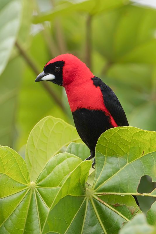 Masked Crimson Tanager