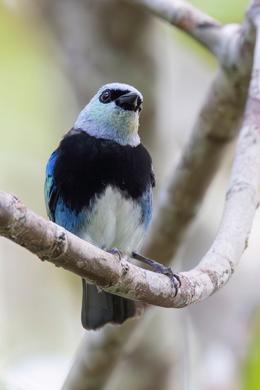 Masked Tanager