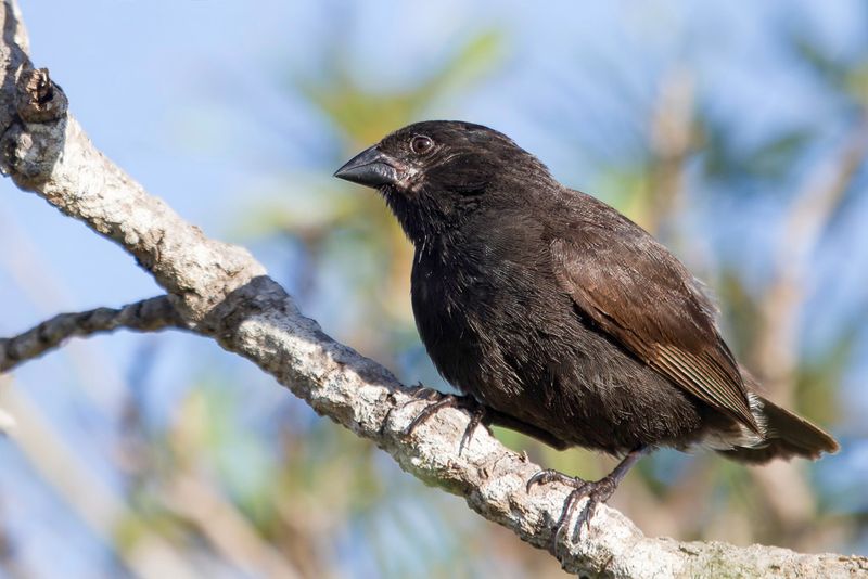 Medium Ground Finch