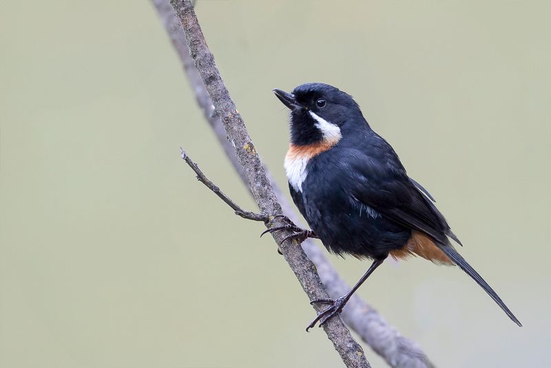 Moustached Flowerpiercer