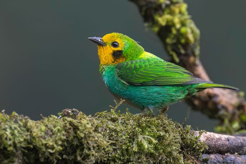 Multicolored Tanager (f)