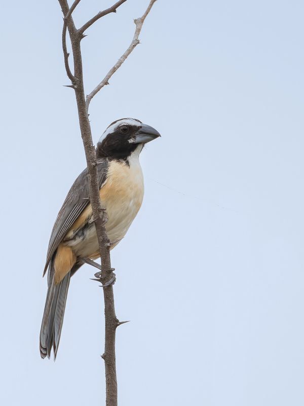 Orinoco Saltator