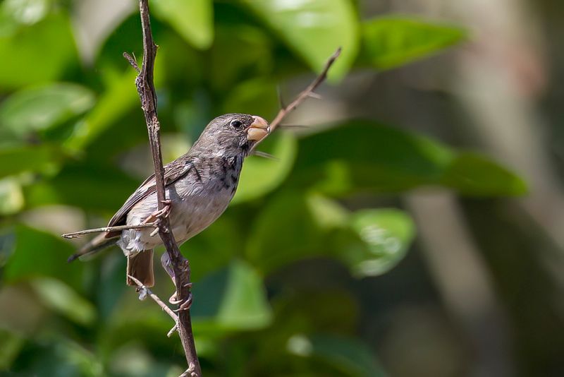 Parrot-billed Seedeater (m)