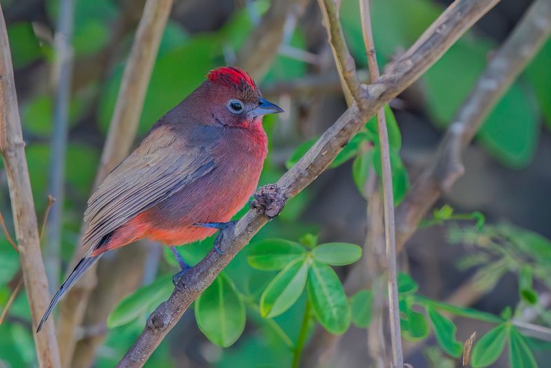 Red Pileated Finch